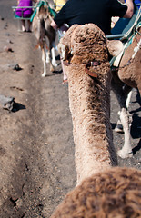 Image showing Dromedary Excursion on Lanzarote