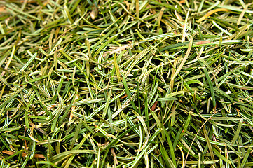 Image showing Closeup of fir needles