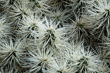 Image showing Green and White Cactus