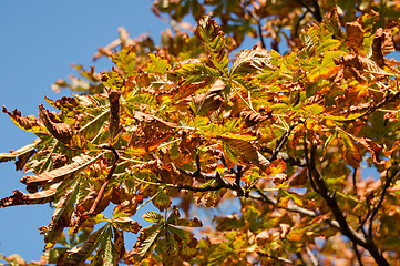 Image showing Colorful Chestnut Tree in Autumn light