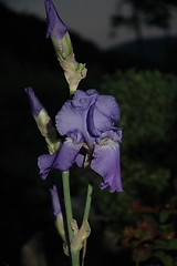 Image showing purple flower