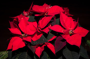 Image showing Festive Poinsettia