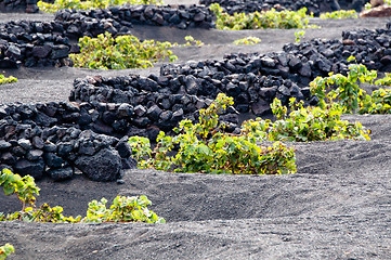 Image showing Lanzarote Vineyards