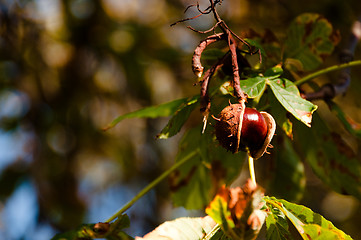 Image showing Chestnut