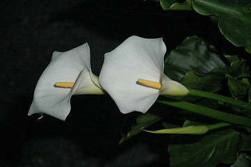 Image showing Easter Lilly