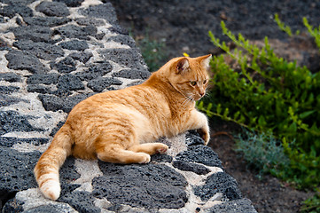 Image showing Golden Cat