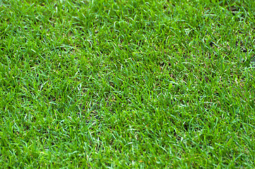 Image showing Football Stadium Grass