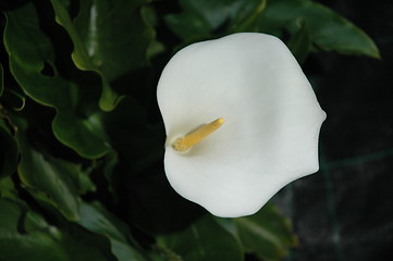 Image showing flower