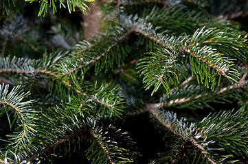 Image showing Caucasian Fir Branches