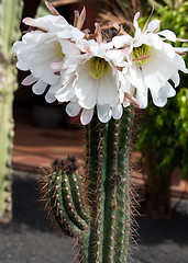 Image showing Saguaro Cactus Bloom