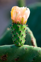 Image showing Yellow Prickly Pear Cactus Flower