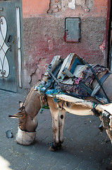 Image showing Feeding The Donkey