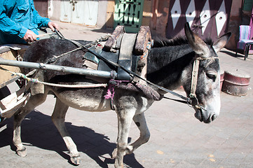 Image showing Donkey Carriage