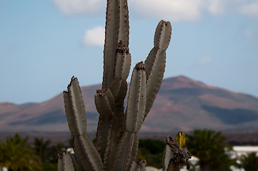 Image showing Cactus on Lanzarote, Canary Islands, Spain