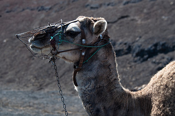 Image showing Dromedary on Lanzarote