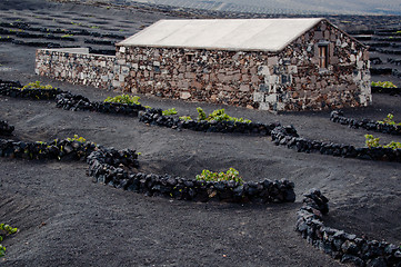 Image showing Lanzarote Winery