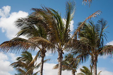 Image showing Palm trees