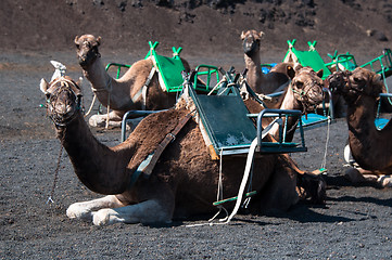 Image showing Camels In Lanzarote