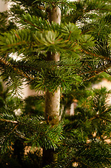 Image showing Caucasian Fir Branches