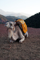 Image showing Resting Camel