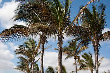 Image showing Palm trees