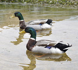 Image showing Mallard Ducks