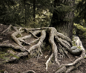 Image showing Tree Roots