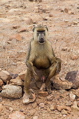 Image showing Baboon in Kenya