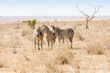 Image showing Zebras looking to the camera