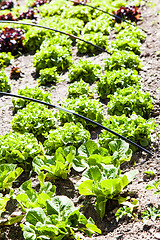 Image showing Vegetable Garden