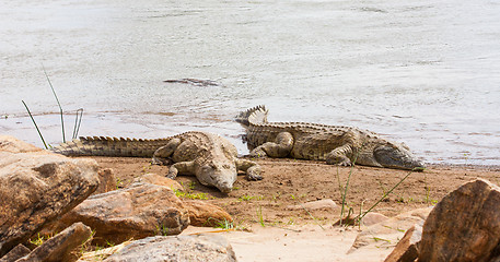 Image showing Kenian crocodiles