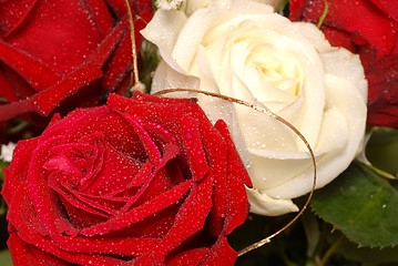 Image showing Red and white roses covered with dew