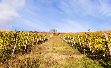 Image showing Italian Vineyard