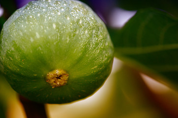 Image showing Green Fig on the Tree, Tuscany