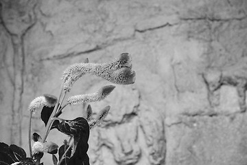 Image showing Colorful Violet Flower against a ancient wall background - Italy