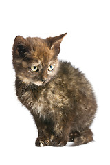 Image showing little kitten