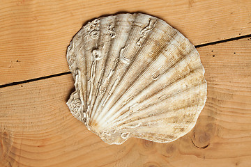 Image showing sea shell