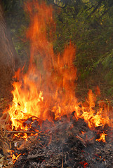 Image showing Fire