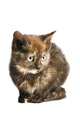 Image showing little kitten