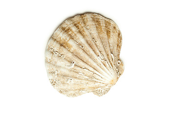 Image showing sea shell