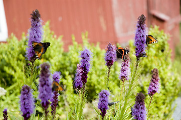 Image showing Butterflies on flower