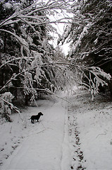 Image showing Winter landscape