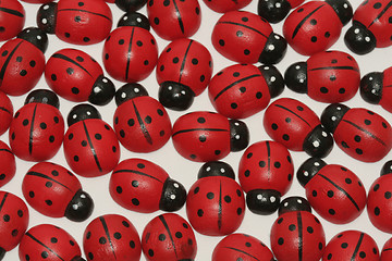 Image showing Ladybugs