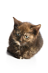 Image showing little kitten