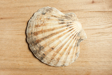 Image showing sea shell