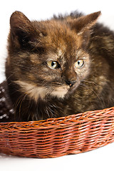 Image showing little kitten