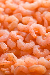 Image showing small shrimps