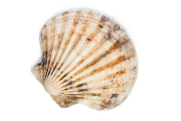 Image showing sea shell