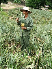 Image showing Pineapple worker