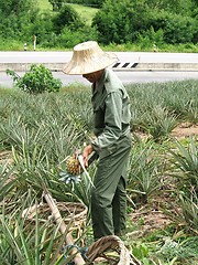 Image showing Pineaple worker